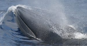 Rice's whale in the Gulf of Mexico