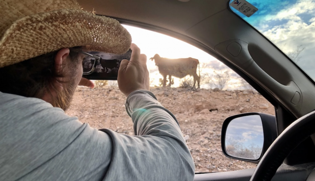Person taking photo from car window of cow grazing at sunset